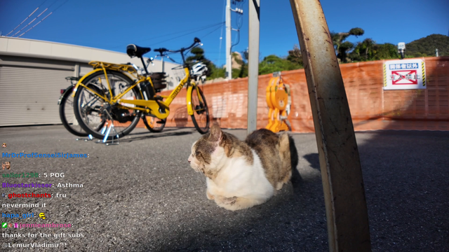 Cdawg- Connor and Chris(Abroad in Japan) meets and feeds a half-blind cat.