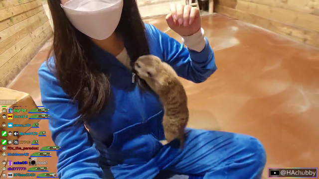 Meerkat finds a new home