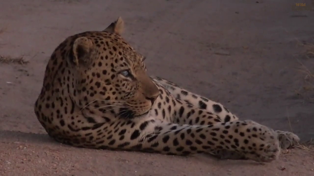 one eyed leopard has an injured leg