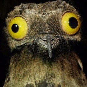 LooseBird