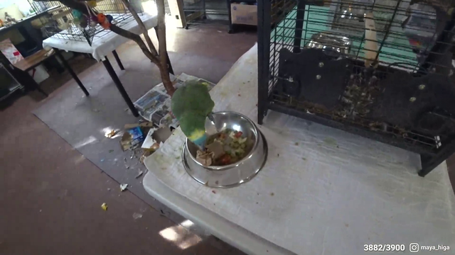 Maya gets outplayed by a bird, then gets laughed at