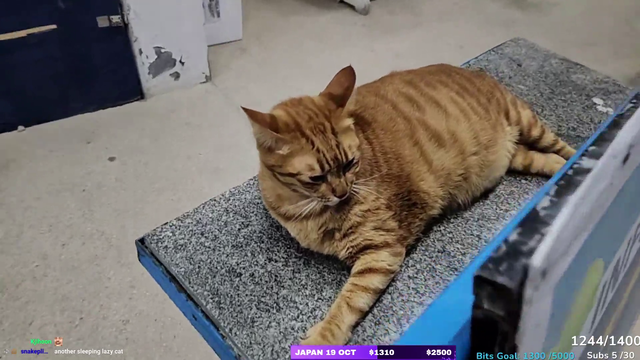 Justketh jebaited by harmless cat