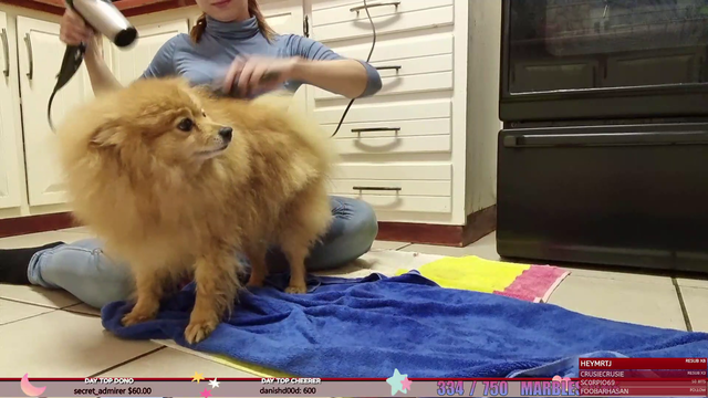 A pomerianian gets fluffy