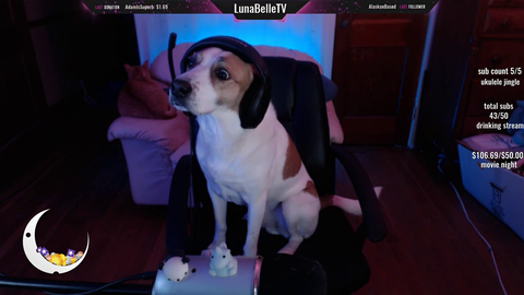 Best Doggo Streamer Ever Look at his face