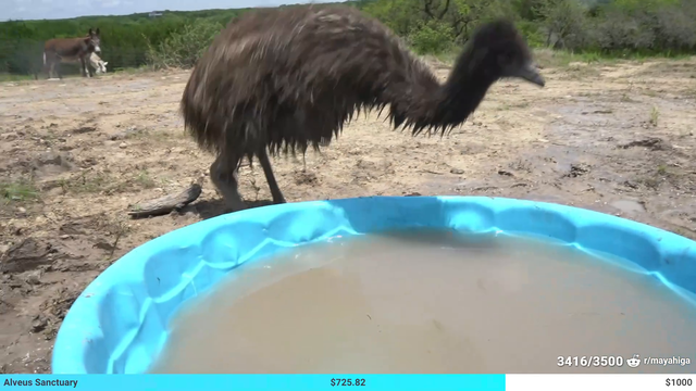 Angyr bird shuts off stream