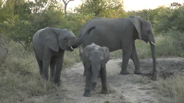 baby ellie trying to be scary and being comforted by a sibling