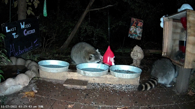 Raccoon steals gnome feeder and runs into the forest.