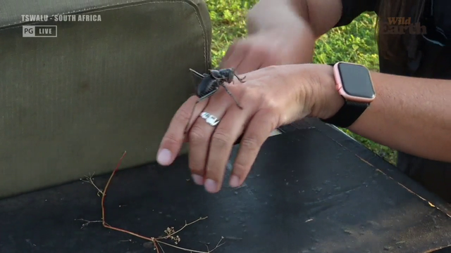 Africa got Crickets that wear Armor!