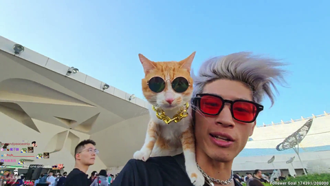 World's chillest cat