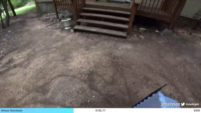 Chatters surprise Maya by stream sniping her peepoPog wow