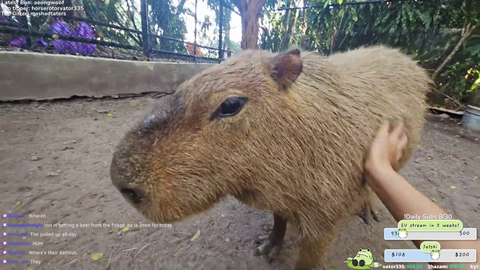 Capybara smiles for chat