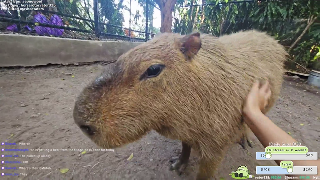 Capybara smiles for chat