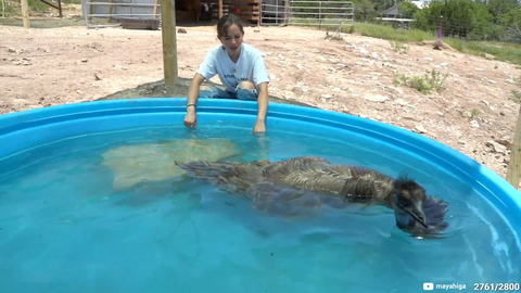 Emu swims for the first time.