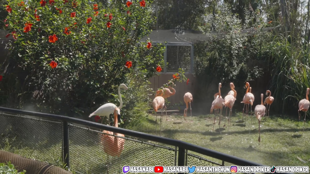 The chillest flamingo ever