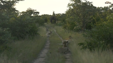 Elephant vs 16 lions.