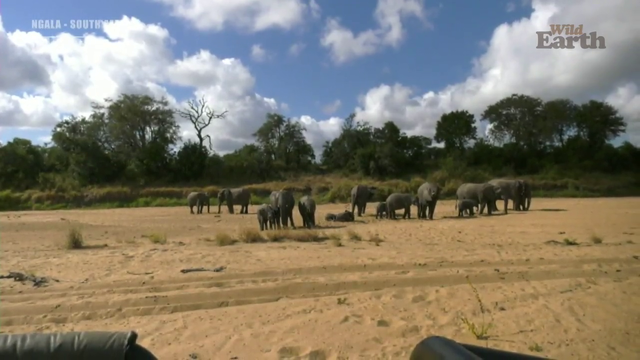 Just some Baby Elephants doing Baby Elephant things.