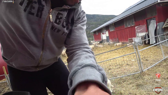 Baby lamb at Knut's family farm attacks the camera