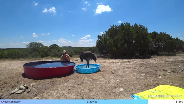 goat attempts to become the hottest new IRL streamer on twitch