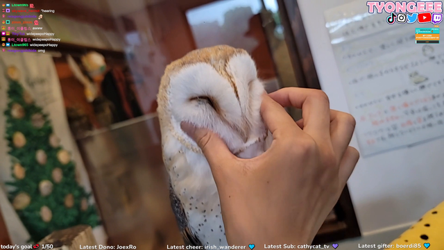 Just a cute owl