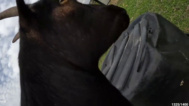 Goat steals phone