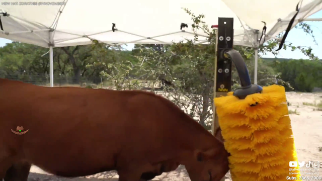 Cow goes to car wash