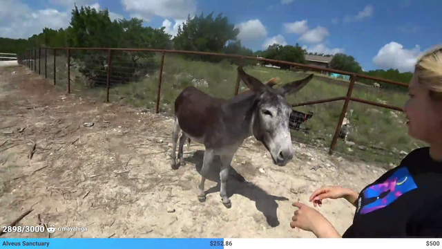 HAchubby speaks donkey sign language