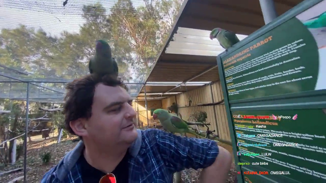 Australian bird attempts to devour the streamer and steal his belongings