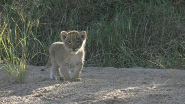 lion cubs playing
