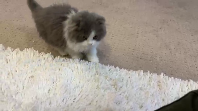 Lirik's kitten leaks a face reveal