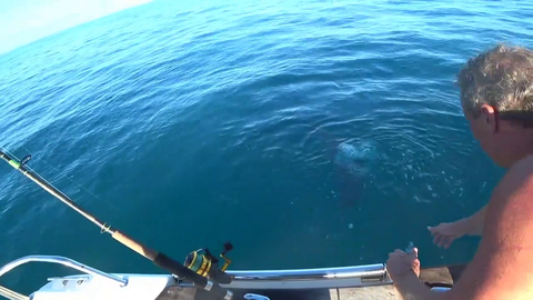 Dolphin drops a visit to an Aussie fishing streamer...