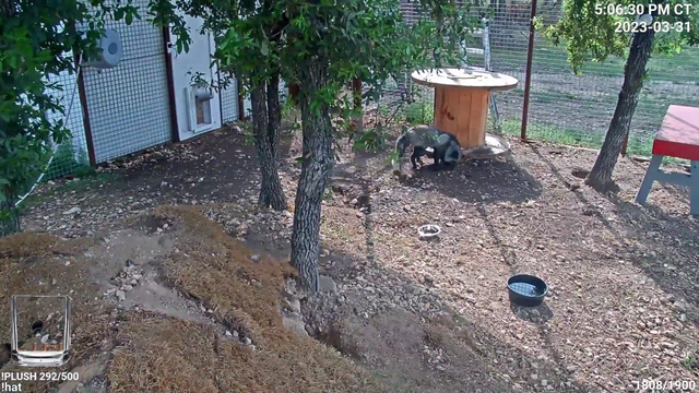 Fox finds buried treasure