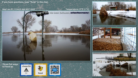 MayaHiga hosts duck channel and duck feeder gets spammed