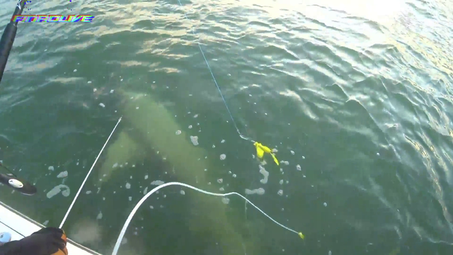 Jumbo Hammerhead caught solo near the beach