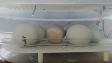 Chicken Hatching on Stream