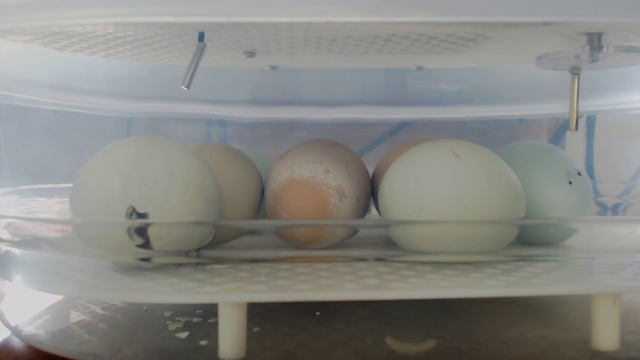 Chicken Hatching on Stream