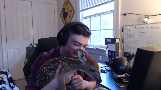 Streamer has baby deer run into house!