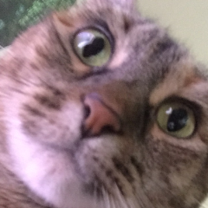 BinaryBotBoy