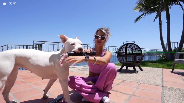 Dog has enough of being fooled with
