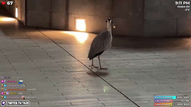 Heron catches and swallows a fish