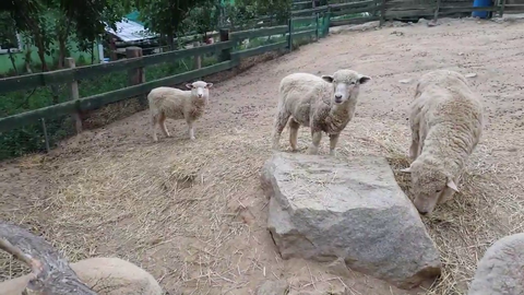 Special Needs Child Communicates with Farm Animals