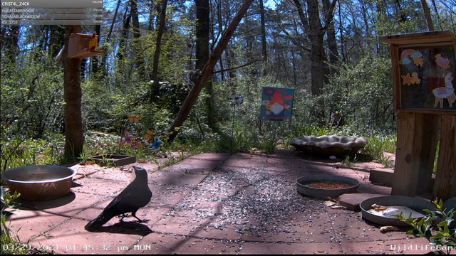 Bird of prey swoops in on camera