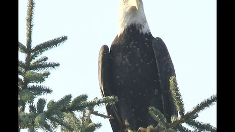 Bald Eagle caught by Birdwatching Streamer