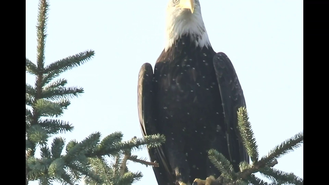Bald Eagle caught by Birdwatching Streamer