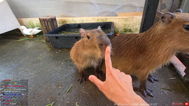 Jinny gives a capybara a belly rub