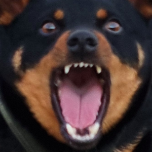 WillyHeeler