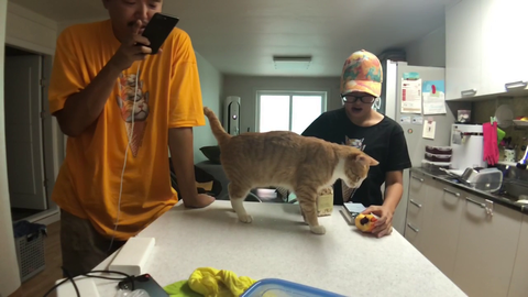 Kitty streamer flashes audience before abruptly ending stream