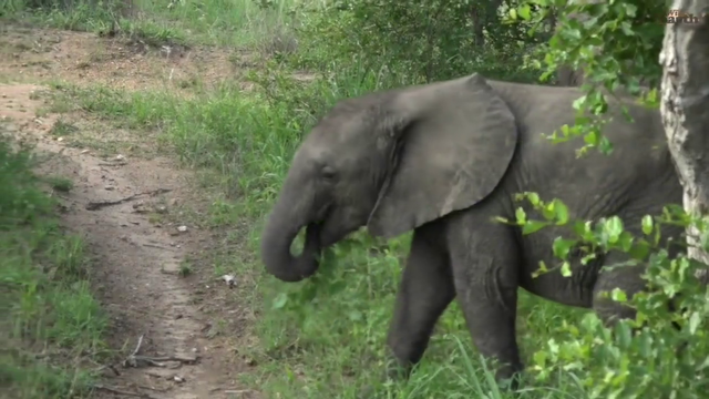Baby elephant checking out the safari guide