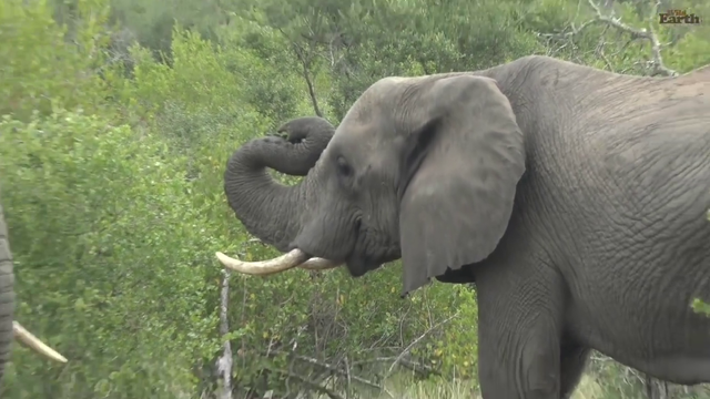 5 legged elephants fighting