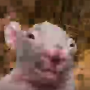 Ahlaundoh