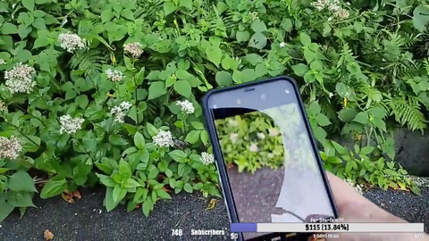 TIL they mark butterflies location on their wings in Japan to trace them.